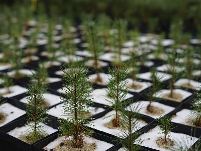 Imagen La Diputación pone en marcha el reparto a los municipios de cerca de un millar y medio de especies arbóreas